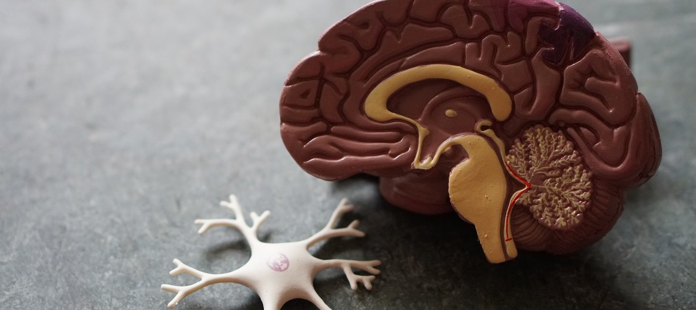 Ученые обеспокоены, что искусственно выращенный человеческий мозг может быть разумным