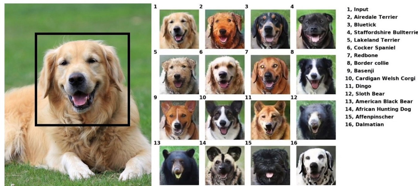 ИИ от Nvidia помогает животным улыбаться на фото