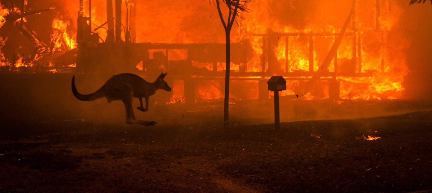 Собаки помогают людям спасать животных от пожаров в Австралии