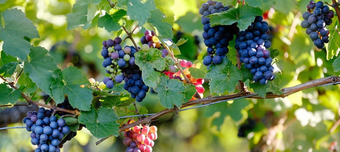 Изменение климата ставит под угрозу 85% виноградных регионов мира