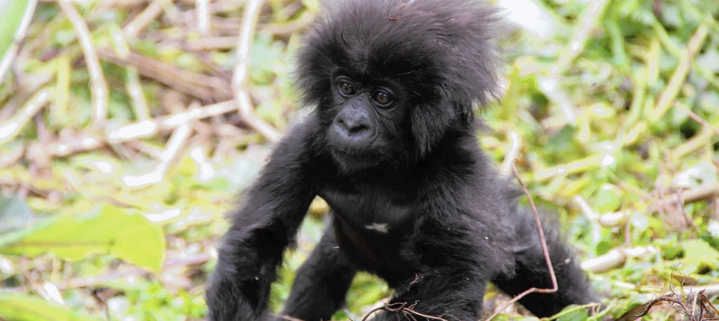Канал BBC подселил робота-гориллу к живым собратьям