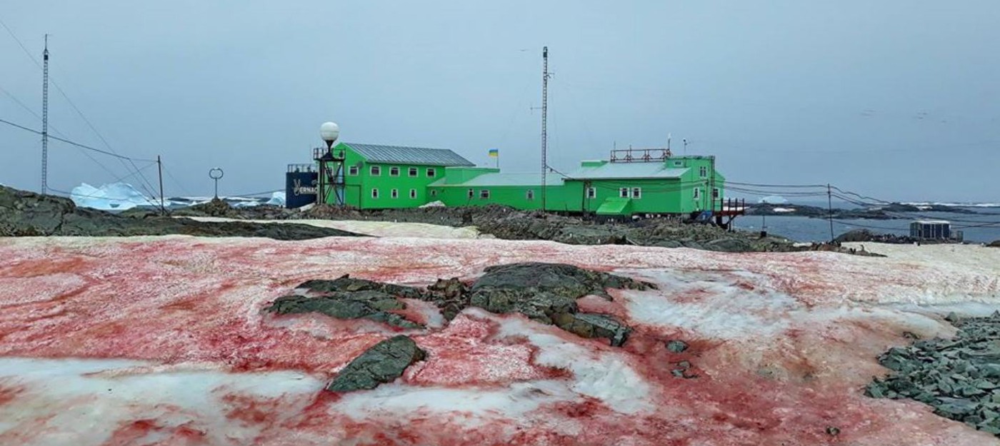 Часть Антарктиды покрыл "кровавый снег"