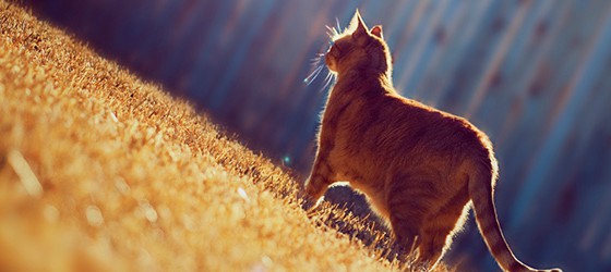 Sunday Science: GPS помог раскрыть секрет века – где кошки пропадают весь день