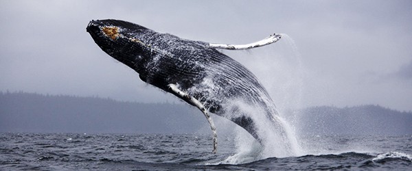 Sunday Science: что будет, если вас проглотит кит?