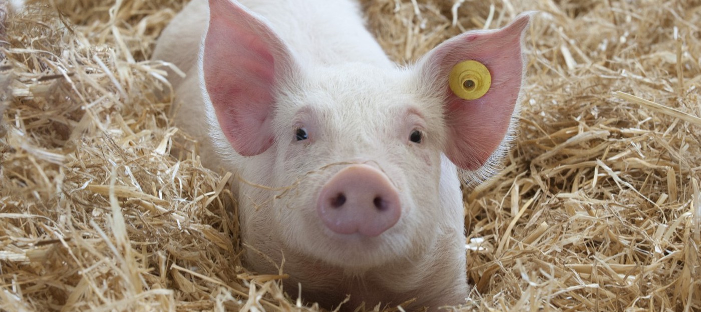 Ученые научили свиней играть в видеоигры