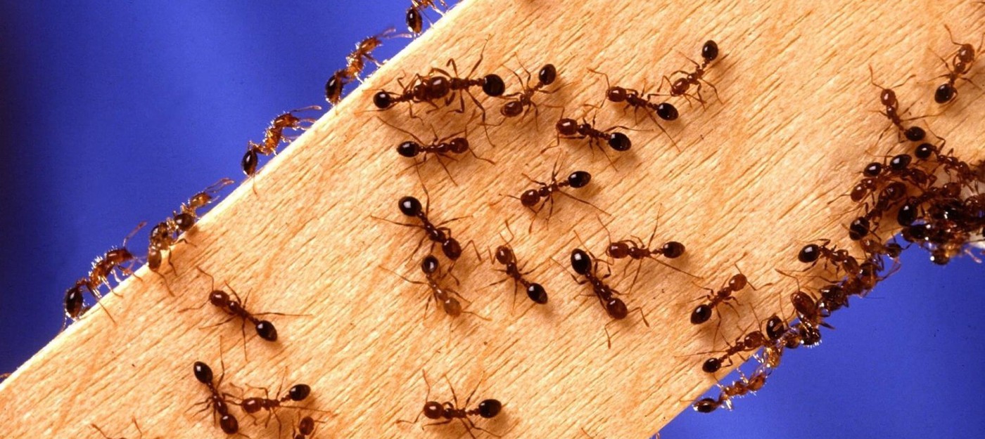 На юге США муравьи захватывают PC и другую электронику