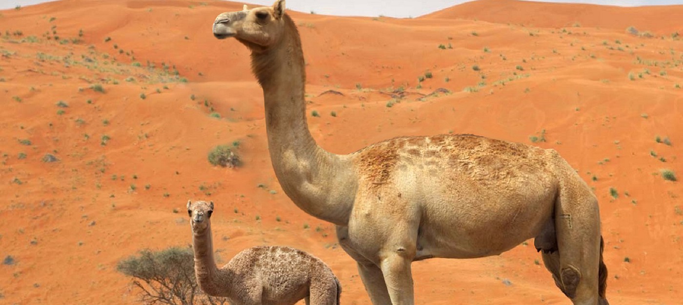 В Калифорнии выкопали кости гигантского доисторического верблюда