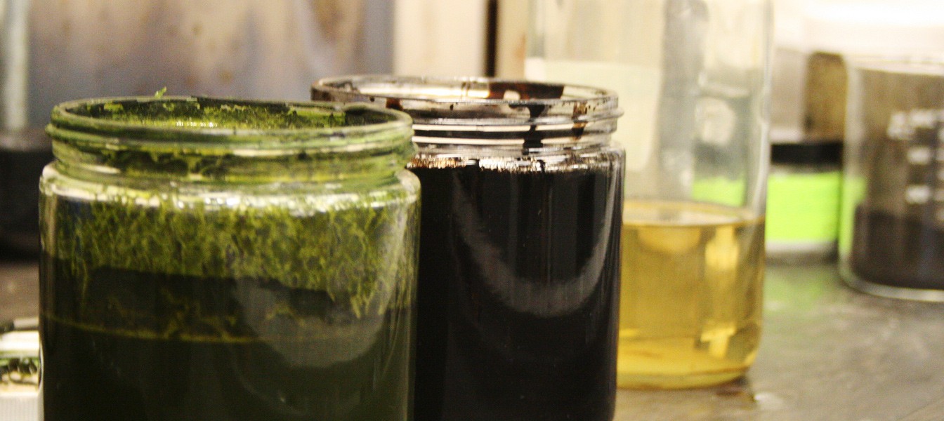 Ученые создали сырую нефть из водорослей всего за 60 минут