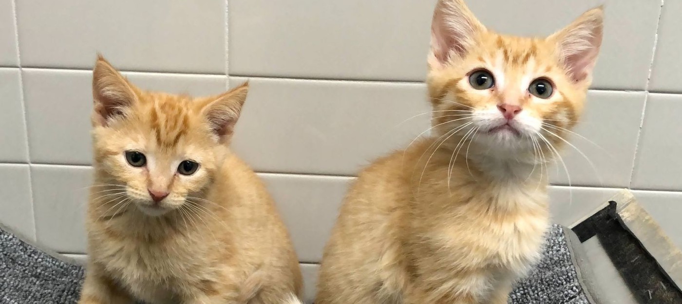 Разработчики Stray устроили благотворительный сбор с приютом для кошек