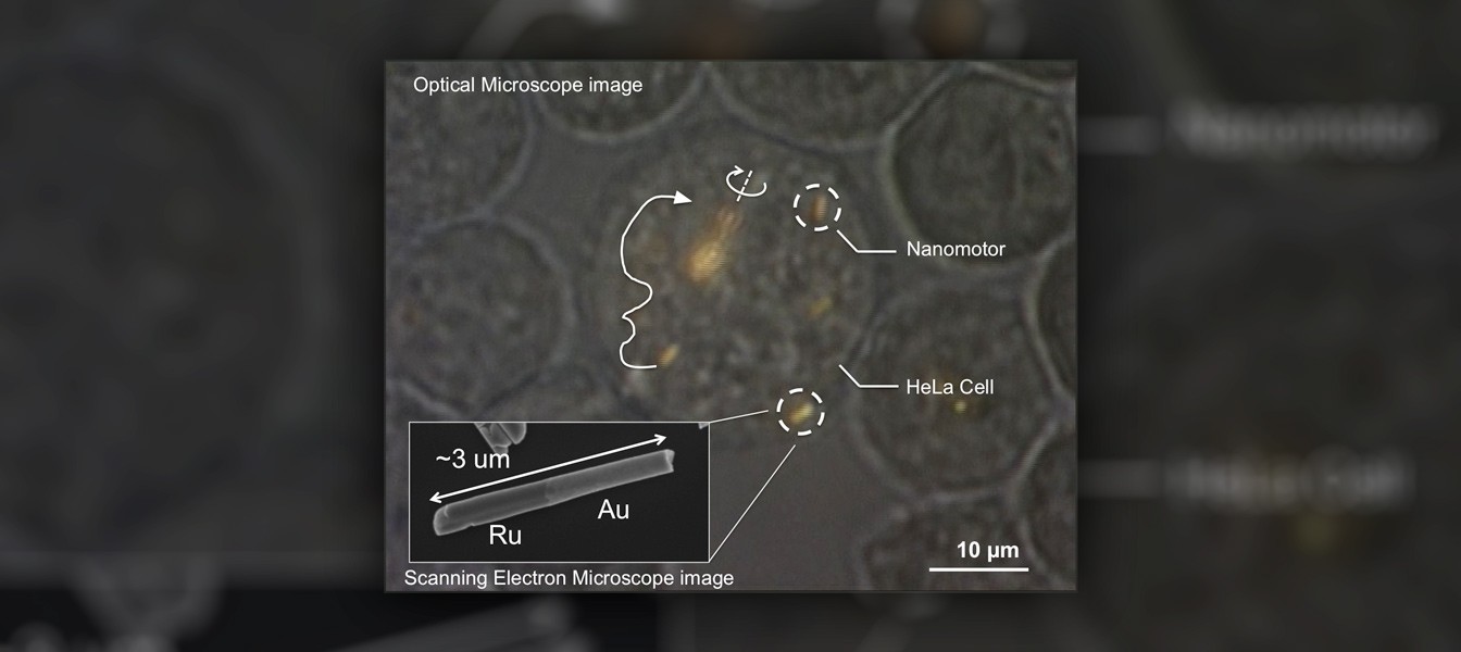 Наномоторы впервые запустили внутри живой клетки