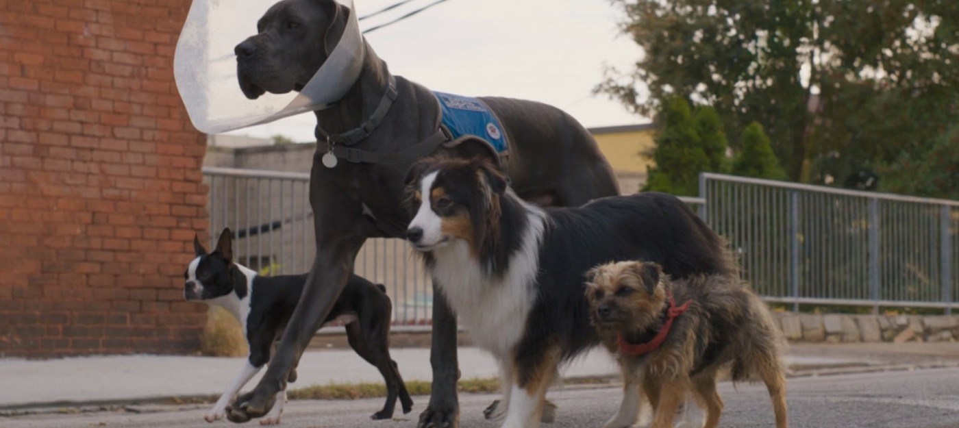 Бродячие собаки мстят владельцу в трейлере комедии Strays
