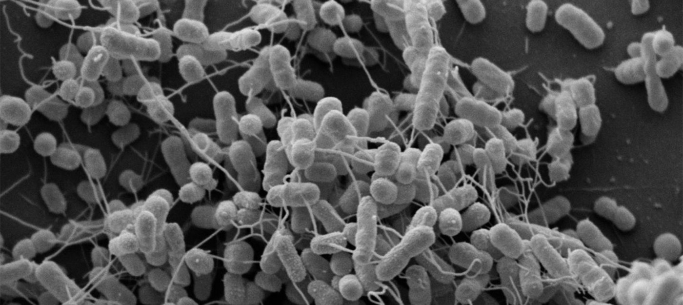 Ученые генетически модифицировали бактерии для выявления раковых клеток