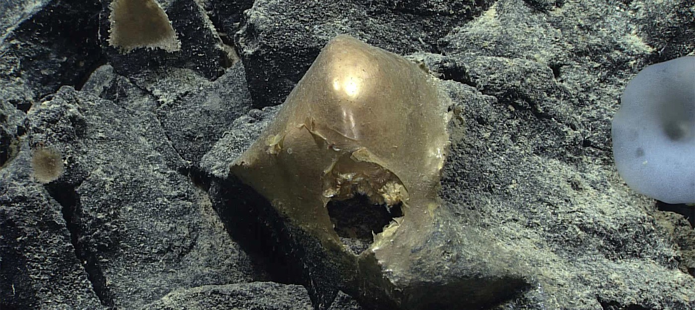 Ученые обнаружили на дне океана странный "золотой шар" биологического происхождения