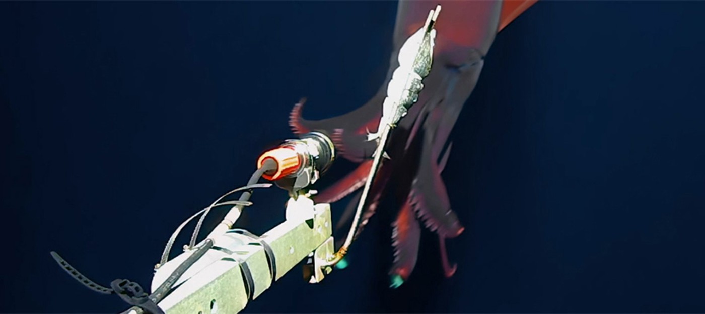 Исследователи сняли редкого биолюминесцентного глубоководного кальмара на видео