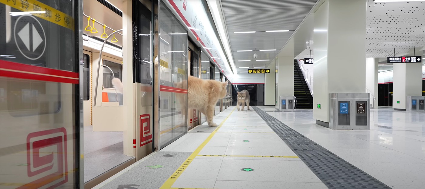 Китайский блогер построил для своих котов настоящее метро с тоннелем и станцией