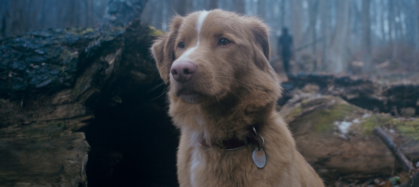 Скримеры и хороший мальчик в первом трейлере хоррора Good Boy