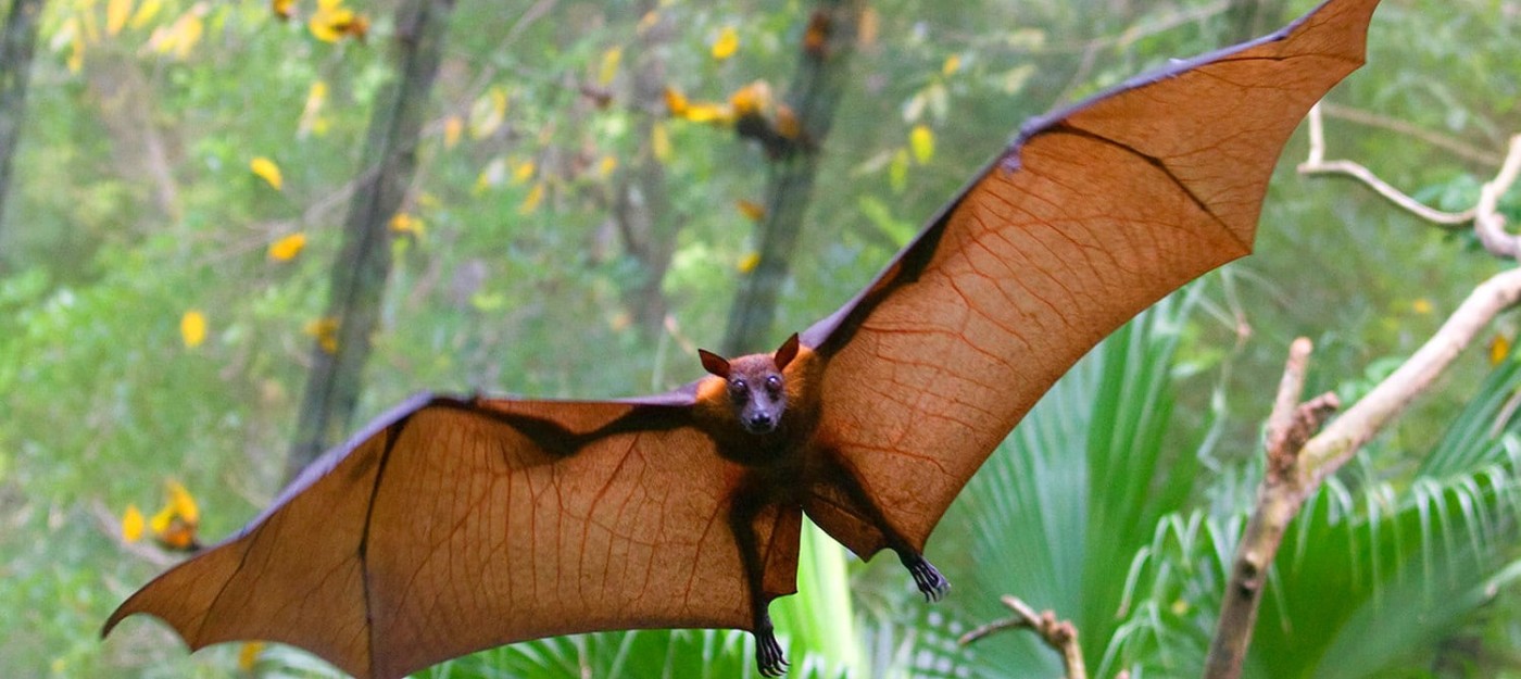 В Германии крысы начали охотиться на летучих мышей с пугающей эффективностью