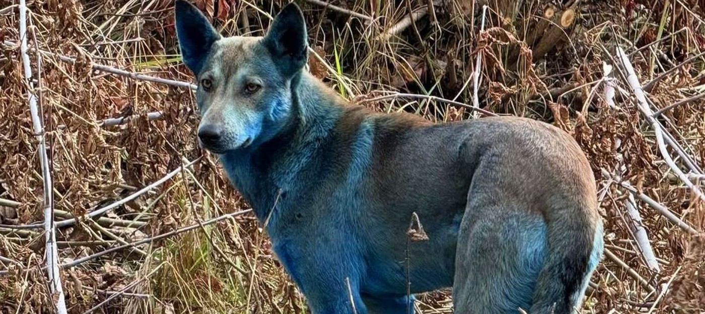 В Чернобыльской зоне отчуждения заметили собак с ярко-синей шерстью