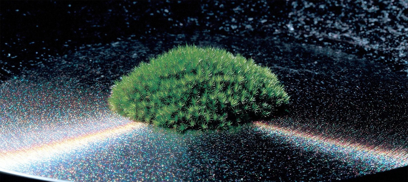 Мох выжил после 9 месяцев в открытом космосе и продолжил расти на Земле