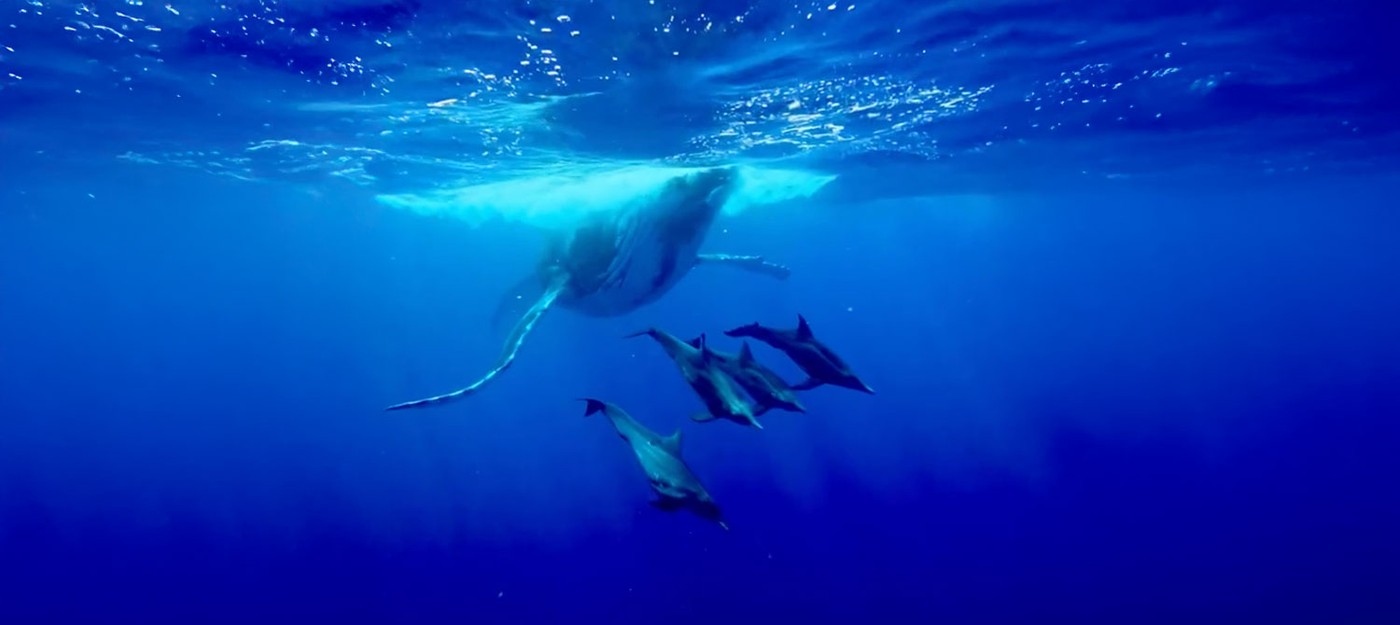 Эпичное видео с китом и дельфинами из Бора-Бора заставило интернет усомниться в реальности