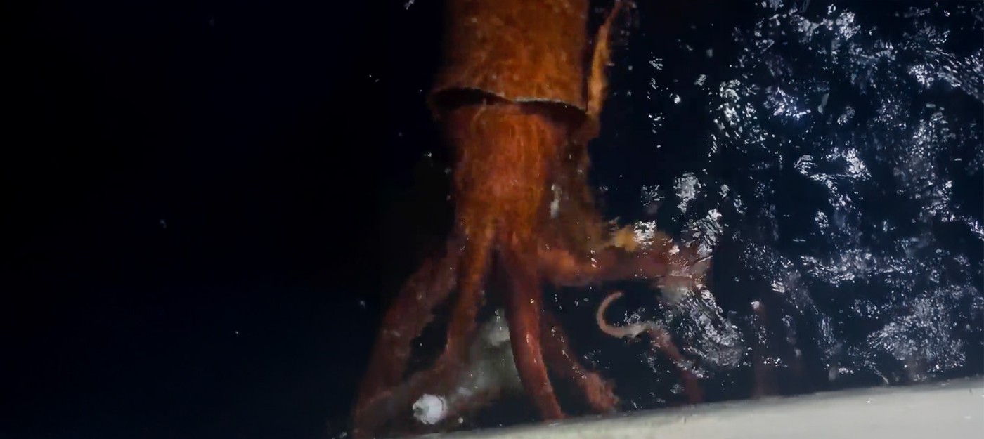 Рыбаки сняли редчайшие кадры 10-метрового гигантского кальмара, пожирающего добычу у поверхности