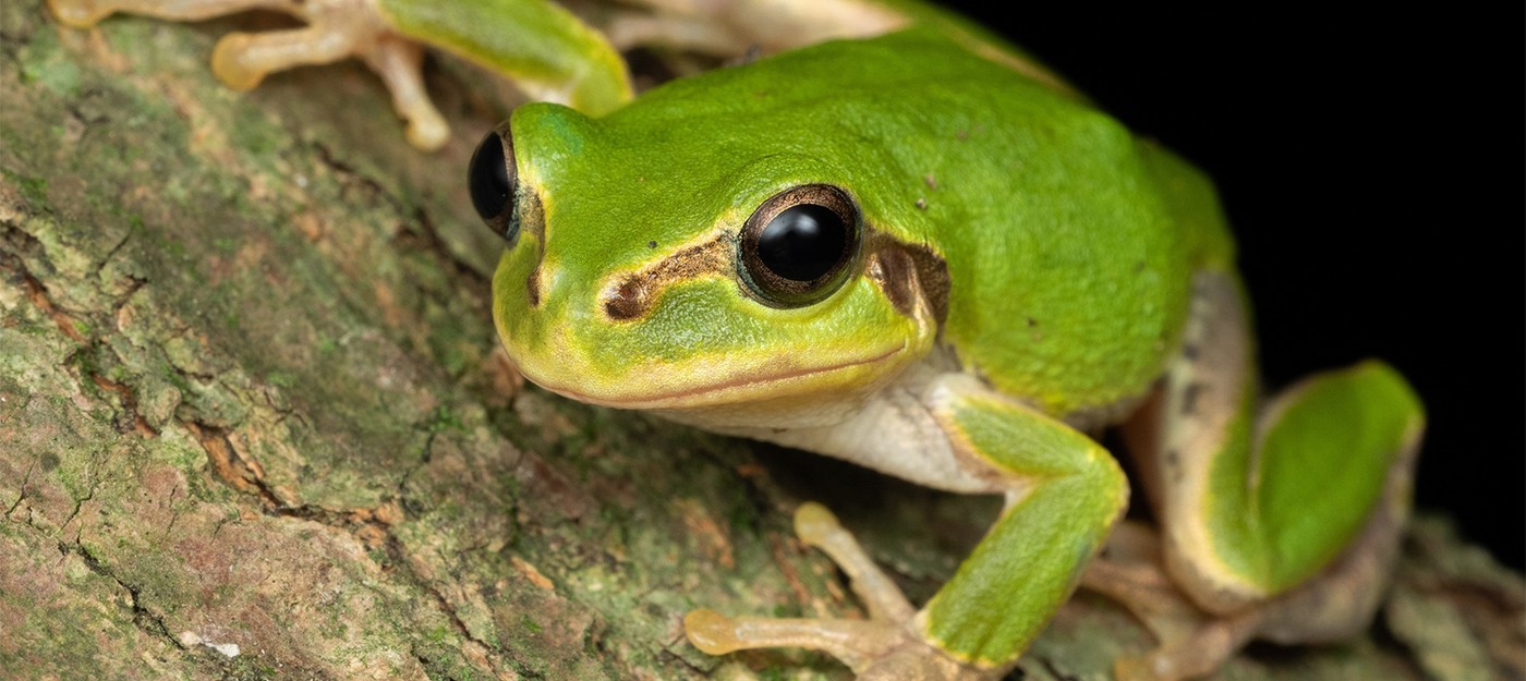 Бактерия из кишечника лягушки уничтожила раковые опухоли у 100% подопытных крыс