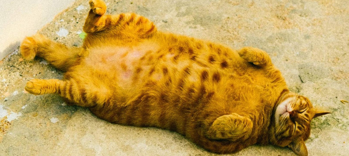 В Китае стремительно растет рынок препаратов для похудения домашних животных