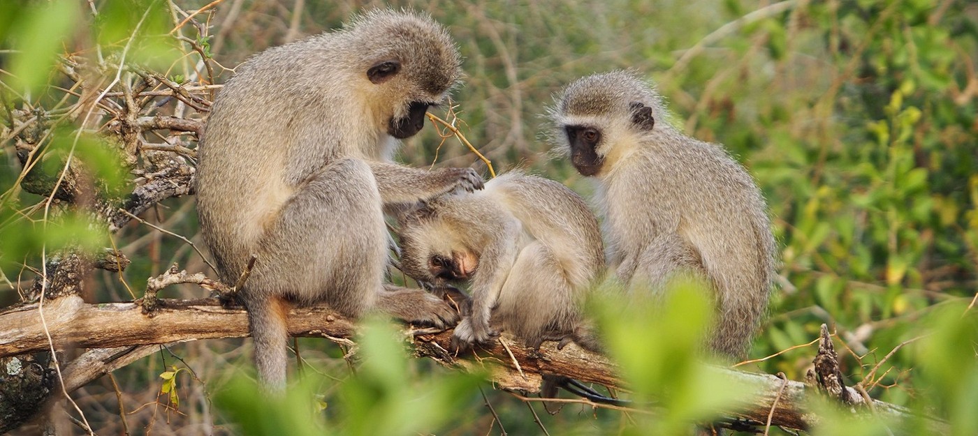 Пока власти Сент-Луиса пытаются поймать сбежавших обезьян, местные жители заваливают полицию ИИ-фейками