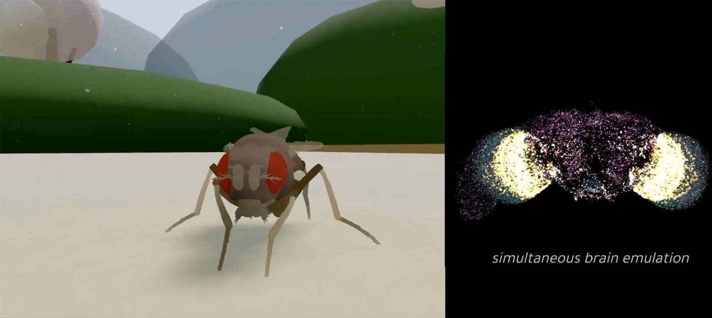 Мозг мухи впервые загрузили в компьютер и дали ему виртуальное тело