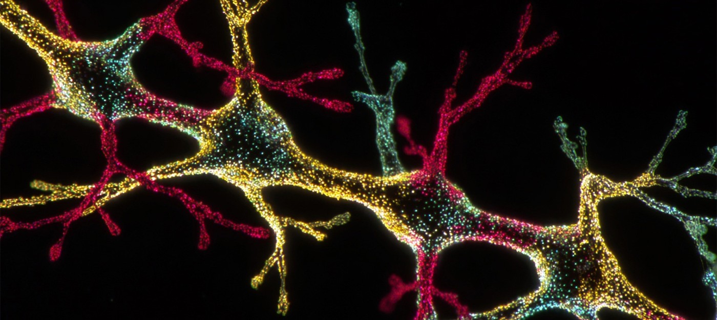 Учёные создали искусственный нейрон, способный общаться с живыми клетками на их "языке"