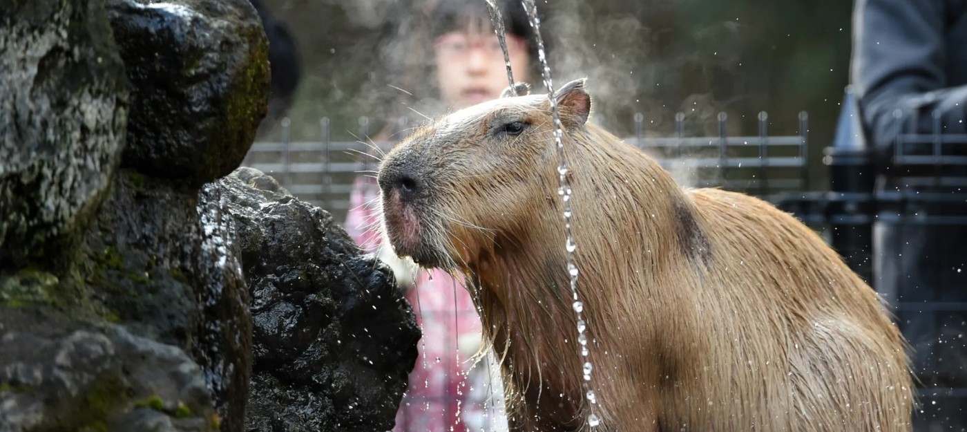 Капибара сбежала из зоопарка в Великобритании через день после прибытия