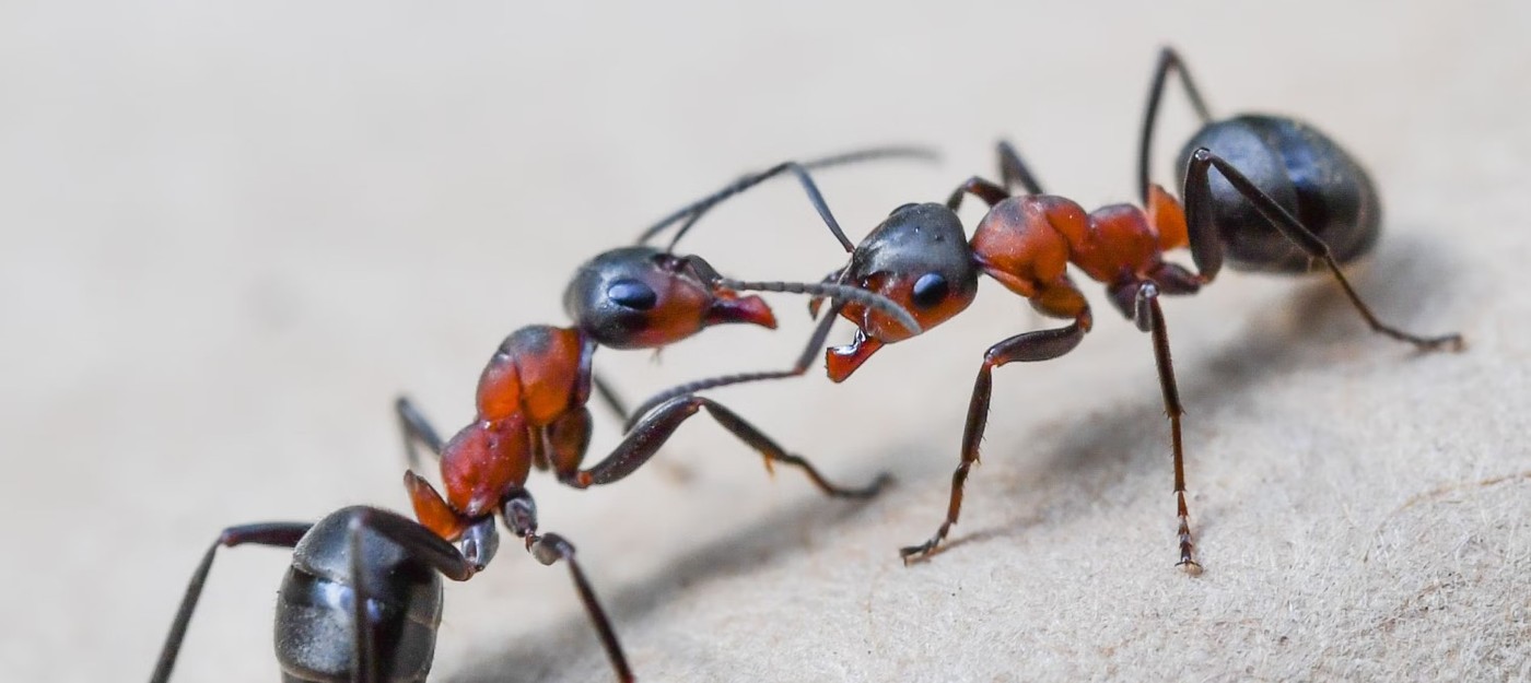 Китайца, который хотел вывезти муравьев из Кении, приговорили к году тюрьмы