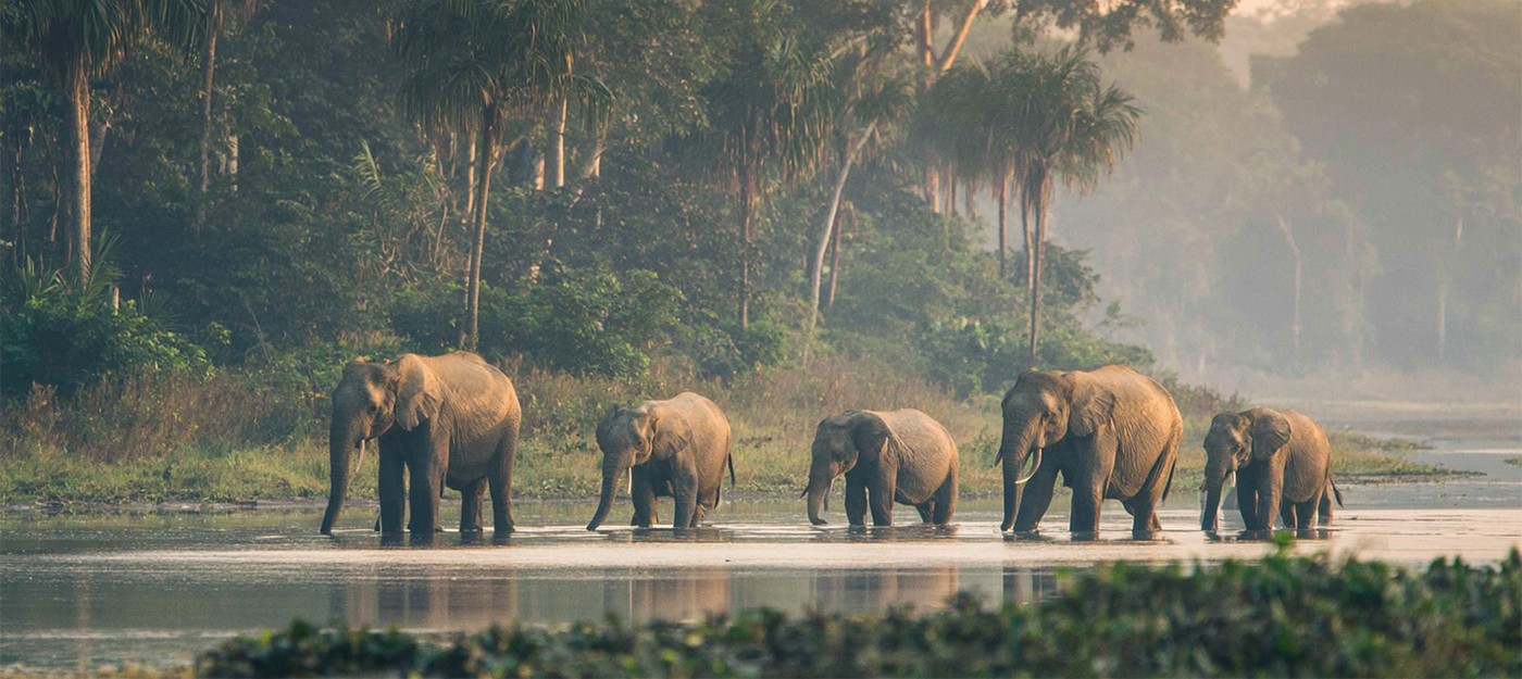 75-летнего миллионера и охотника на крупную дичь затоптало стадо из пяти слонов в Габоне