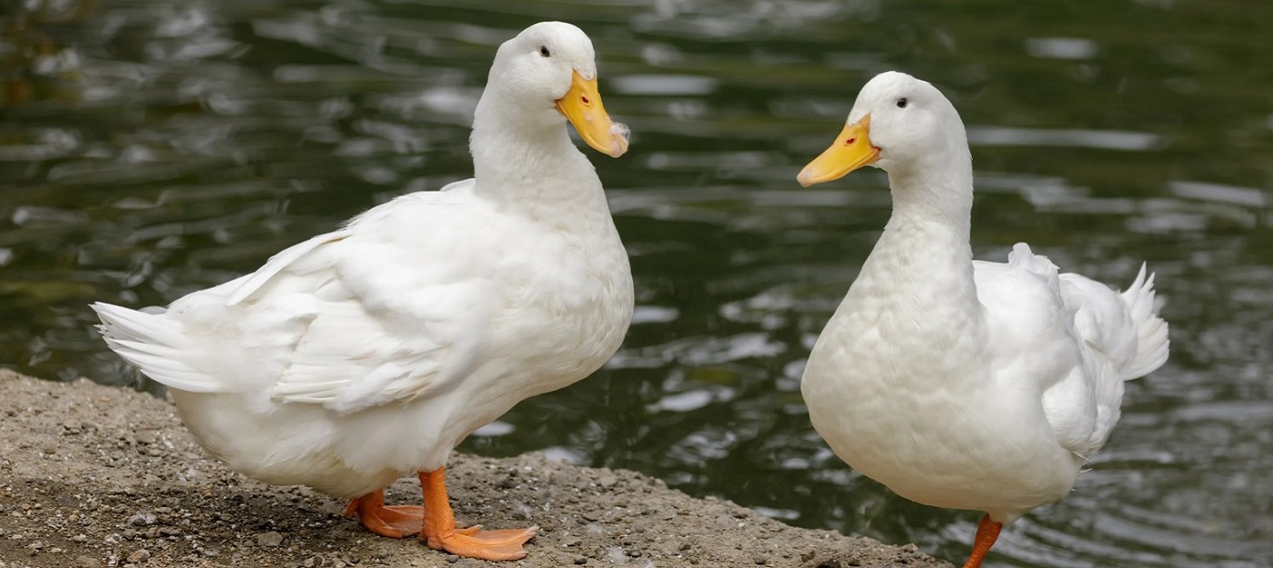 Посещаемость поисковика DuckDuckGo выросла на 28% после заявления главы Google о том, что "все обожают ИИ-поиск"