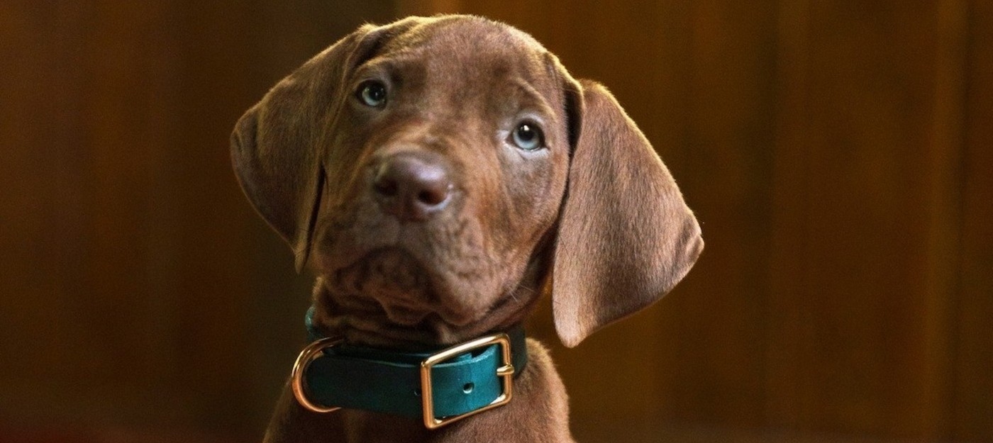 Милый Скуби и молодой Шегги в первом тизере сериала Scooby-Doo: Origins