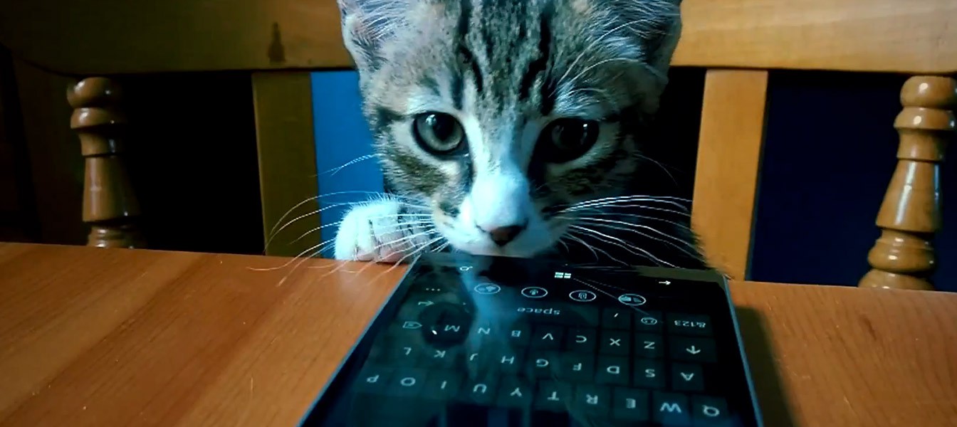 Microsoft рекламирует Lumia 930 при помощи котов