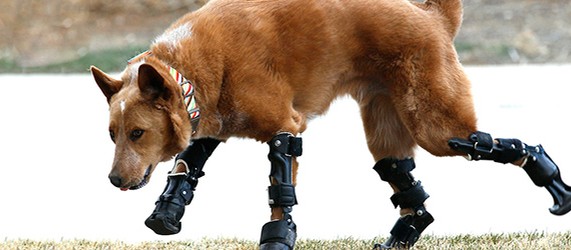 Новости Prosthetics - Shazoo