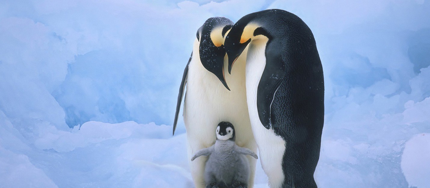 Пингвины моей мамы 7. Пингвин. Семья пингвинов. День пингвина. Заставка на рабочий стол пингвины.