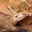 Aardvark