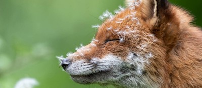 Взгляните на прекрасные работы победителей британского конкурса на лучшие фото дикой природы