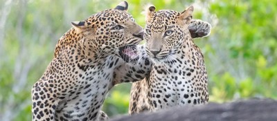 Львы-хохотуны и безголовый фламинго попали в финал конкурса самых смешных фото дикой природы 2025 года