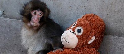 Одинокий детёныш макаки с плюшевой игрушкой из IKEA стал звездой интернета