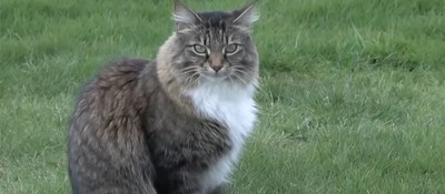 Кот по имени Луи Виттон стал звездой интернета, свободно пересекая границу США и Канады по несколько раз в день