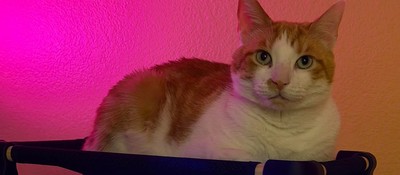 Энтузиаст решил сделать на крышке ПК лежанку для кота вместо пик – оказалось, что так делают многие