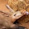 Aardvark
