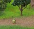 Nintendo of America уничтожила Pokémon-канал с 100 000 подписчиков за 12 часов