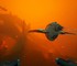 Subnautica 2 выйдет в раннем доступе 14 мая 2026 года