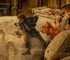 Режиссёр нового фильма по Resident Evil ответил фанатам, недовольным отсутствием связи с играми