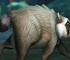 Енот Джимоти из Сиэтла появится в World of Warcraft