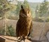 Разработчики Planet Zoo 2 показали вольеры для птиц в новом ролике